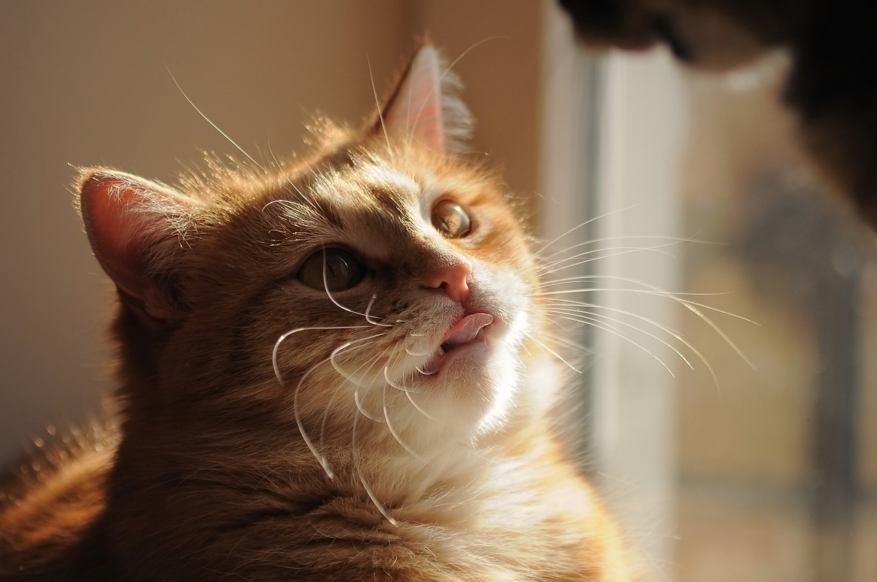 Close up photo of a short-haired ginger cat's face, their tongue is slightly stuck out.