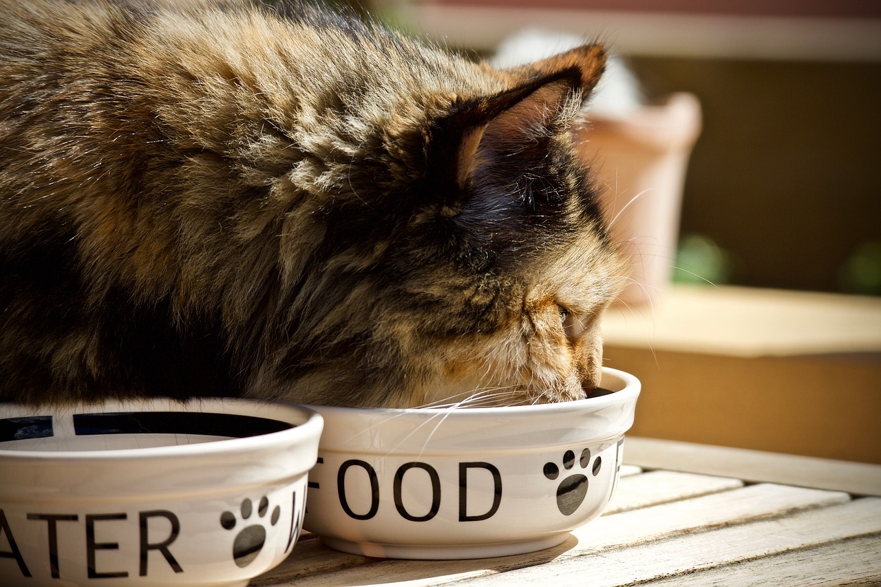 close up photo of a tortishell cat sitting next to food and water bowls eating some food