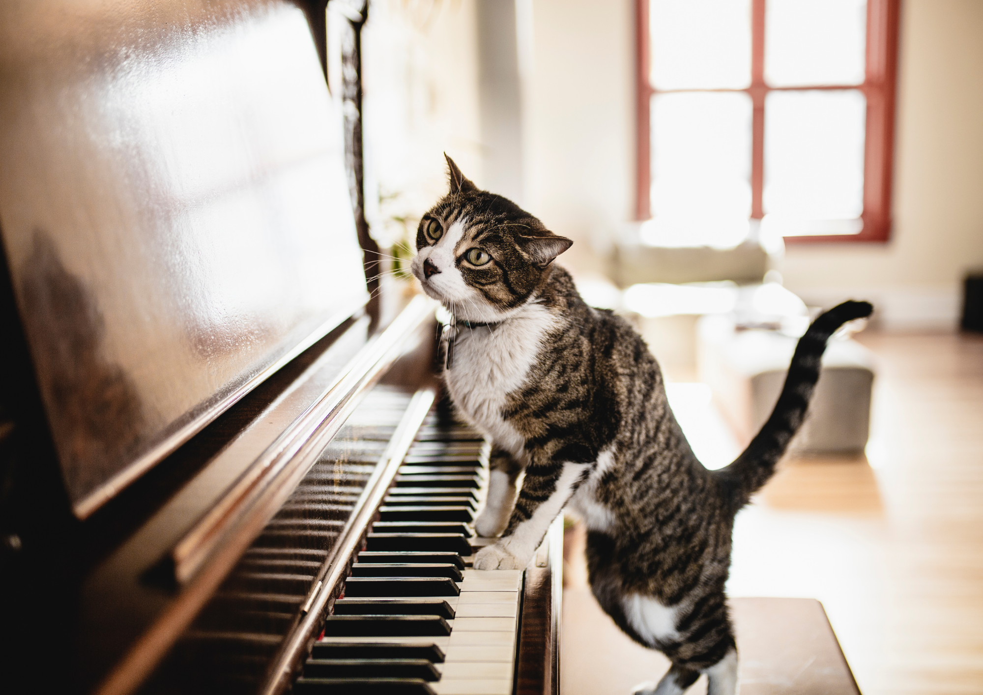 Brown and white DSH cat with their front paws on the keys of a piano.